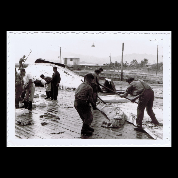 Cutting up of a whale on the platform of the Cangas whaling factory