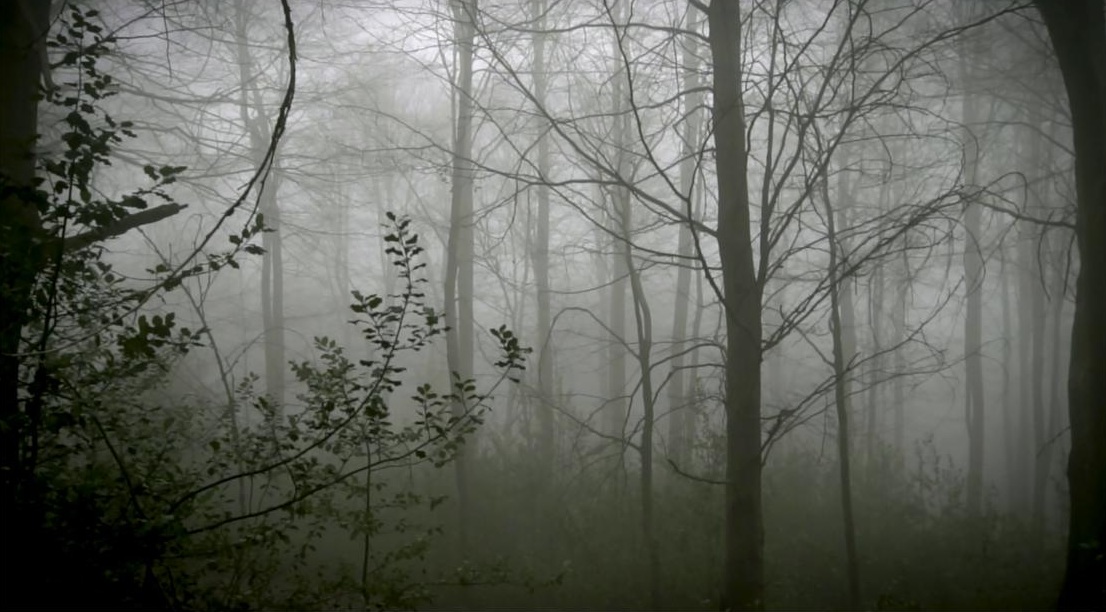 Max de Esteban: "A Forest", 2019