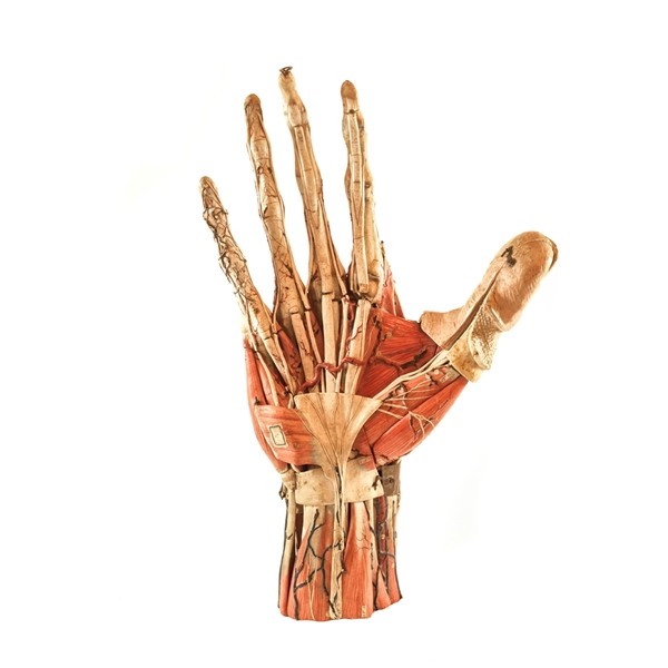 Clastic anatomical model of a hand