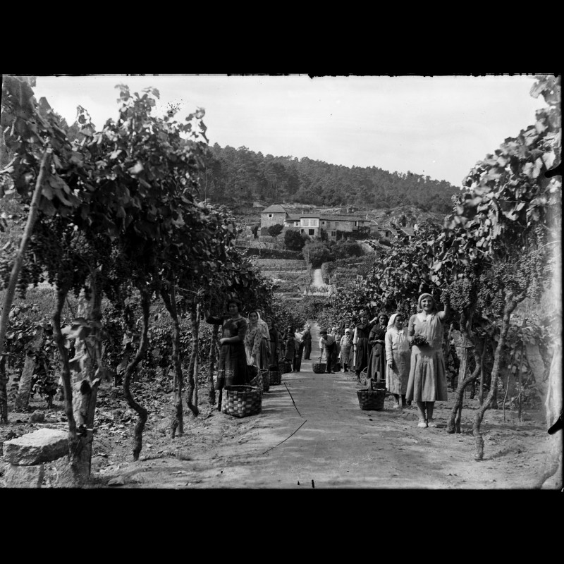 Photograph. Harvest in Francelos