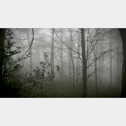 Max de Esteban: "A Forest", 2019